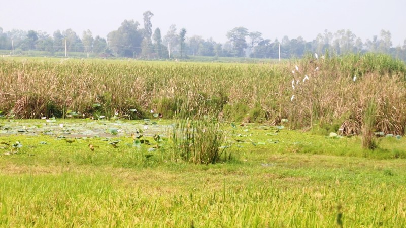 बेलडाँडीमा डेढ हजार बिघाभन्दा बढी उर्वर भूमि दलदलमा परिणत भएपछि दुई दशकदेखि बाँझै